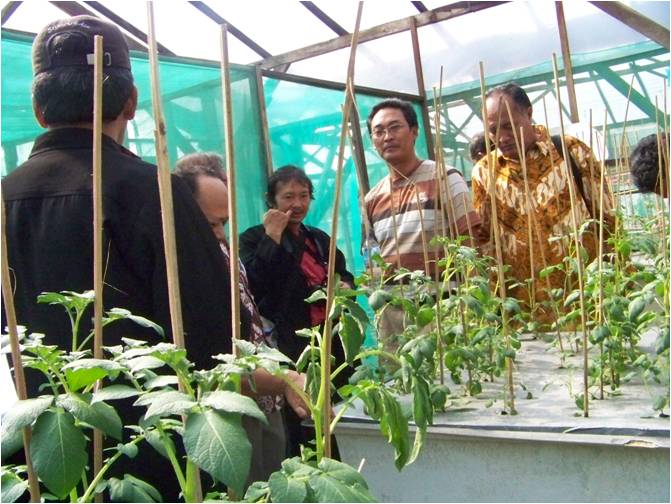 bbppl-STPP Bogor-kentang